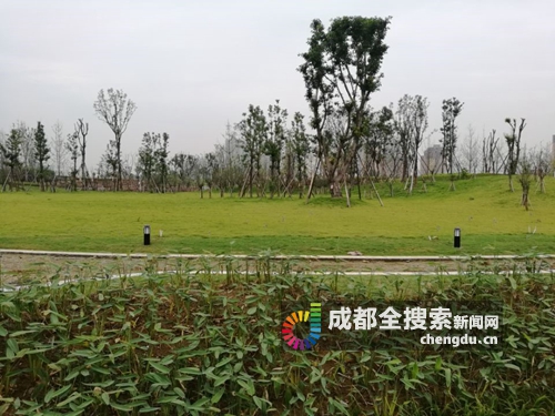 成華圣燈公園最新進(jìn)展，一座城市綠肺的嶄新面貌
