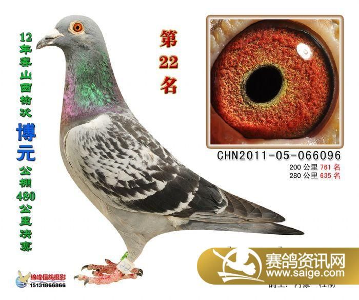 山西賽鴿公棚最新公告,山西賽鴿公棚最新公告，更新賽程安排與參賽指南