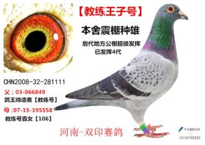 東光天宇鴿舍最新發(fā)布,東光天宇鴿舍最新發(fā)布，探索現(xiàn)代養(yǎng)鴿新境界