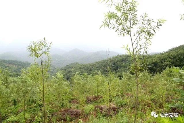 蘭州桃樹坪最新消息,蘭州桃樹坪，揭開最新發(fā)展的篇章