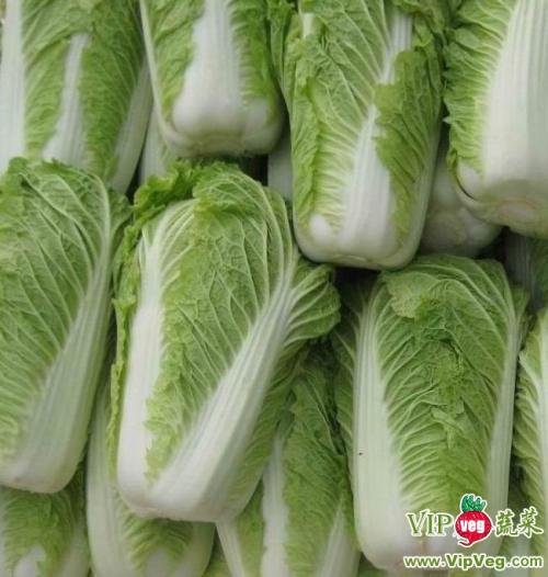 山東大白菜最新價(jià)格,山東大白菜最新價(jià)格動(dòng)態(tài)分析