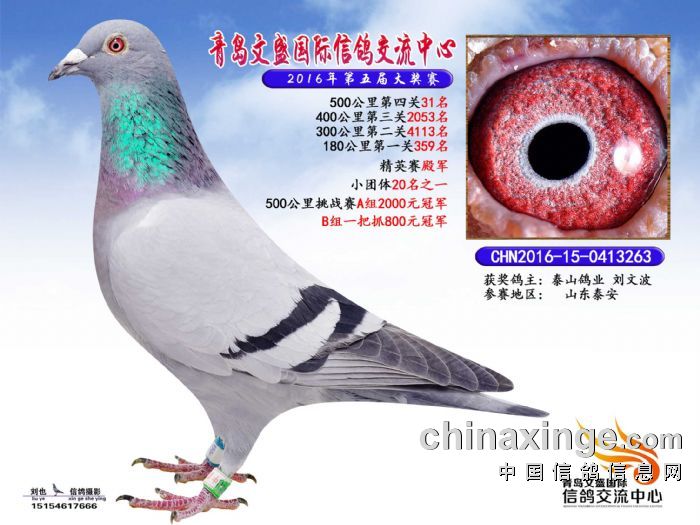 文德賽鴿公棚最新公告,文德賽鴿公棚最新公告，揭示未來戰(zhàn)略與重要更新