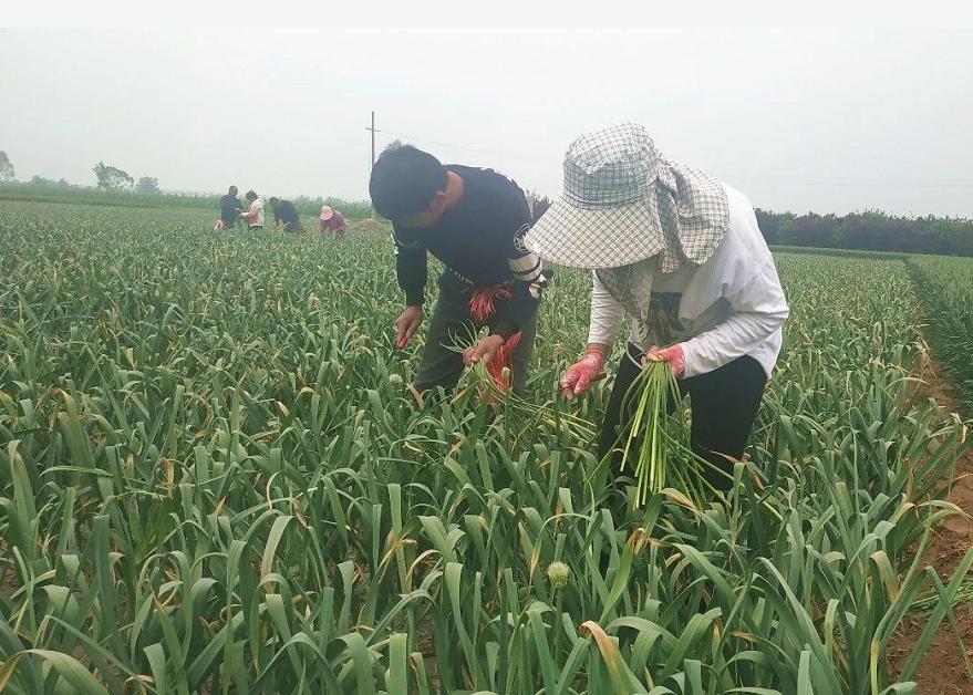 金鄉(xiāng)蒜苔最新價(jià)格行惰,金鄉(xiāng)蒜苔最新價(jià)格行情分析