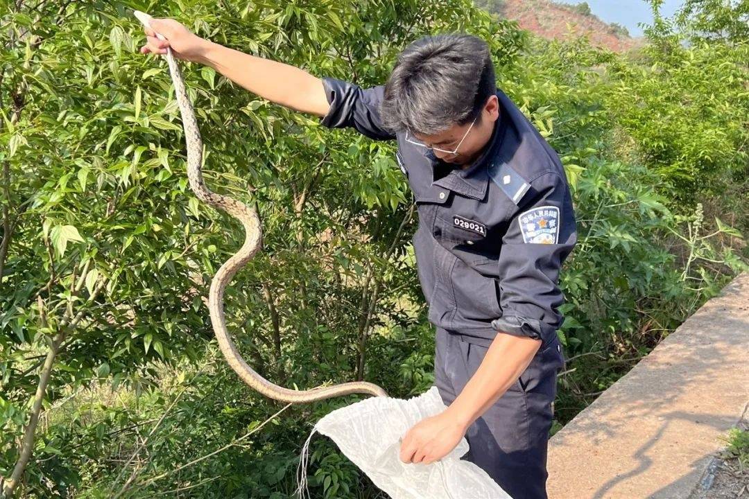 最新上傳捕蛇網(wǎng)捕蛇圖,最新上傳捕蛇網(wǎng)捕蛇圖，揭示背后的故事與挑戰(zhàn)