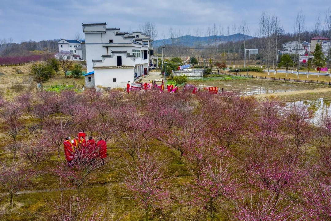 棲霞區(qū)紅梅村最新規(guī)劃,棲霞區(qū)紅梅村最新規(guī)劃，重塑鄉(xiāng)村魅力，打造宜居新典范