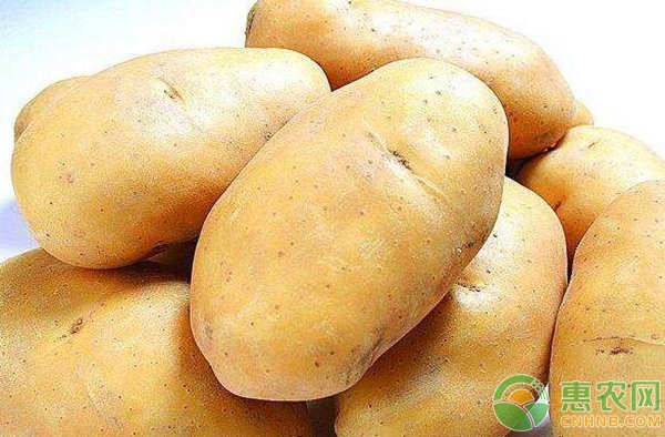 今日土豆最新價(jià)格行情,今日土豆最新價(jià)格行情分析