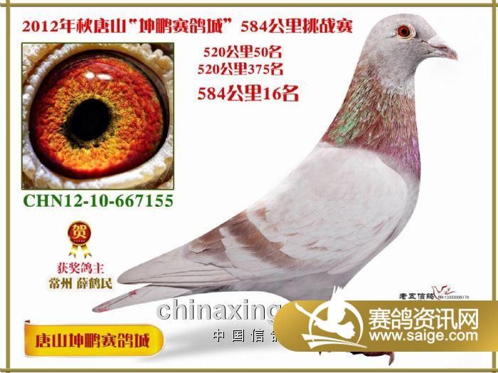 唐山市信鴿協(xié)會最新公告,唐山市信鴿協(xié)會最新公告