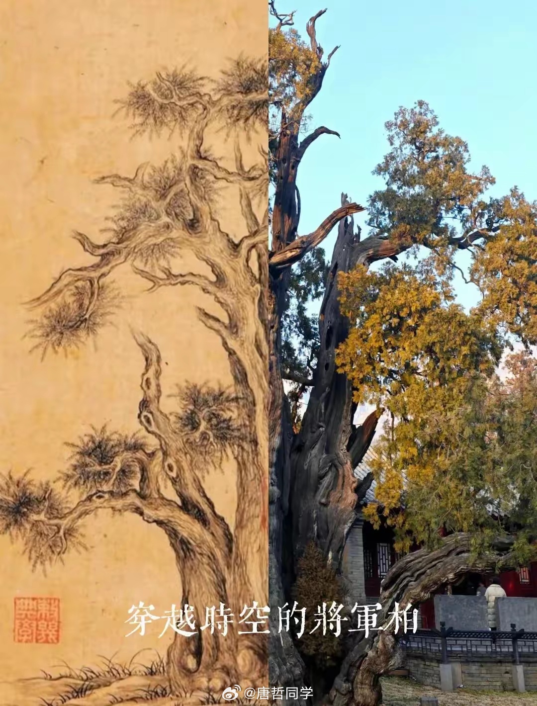嵩陽漢柏圖案件最新,嵩陽漢柏圖案件最新進(jìn)展及其影響