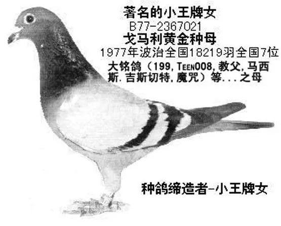 賽鴿定向最新發(fā)現(xiàn),賽鴿定向最新發(fā)現(xiàn)，探索未知領(lǐng)域的先鋒科技之旅