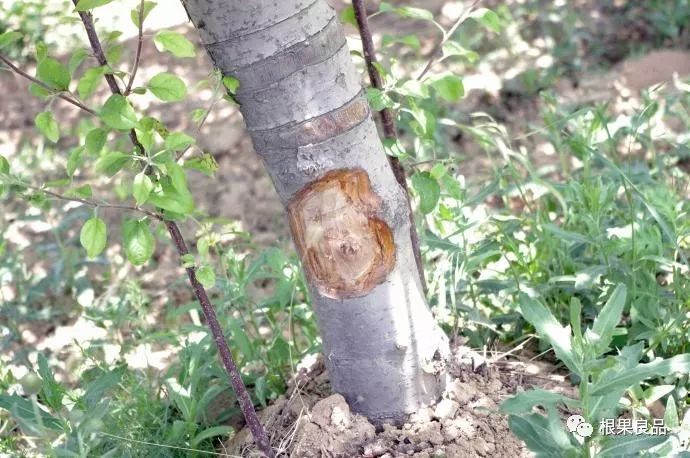 蘋果樹(shù)腐爛病最新方法如下,蘋果樹(shù)腐爛病最新方法探討