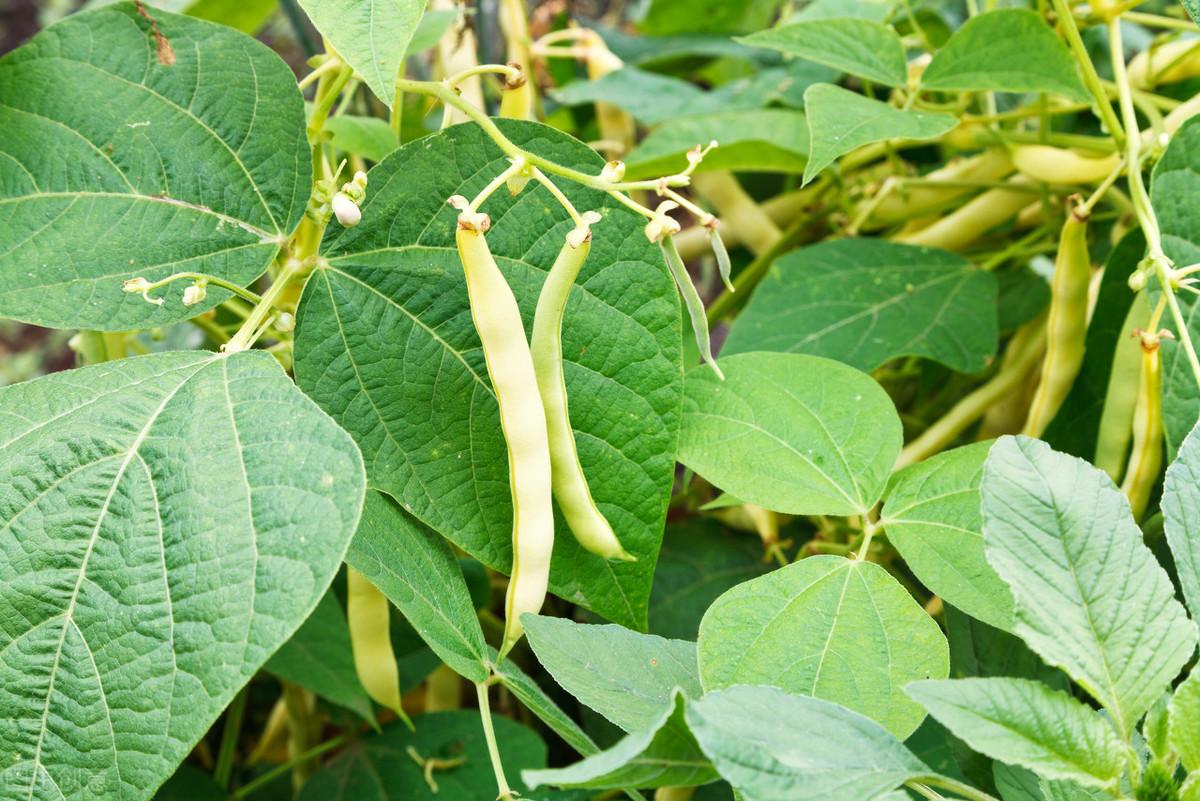 氯化鉀肥價(jià)格行情最新價(jià)格表,氯化鉀肥價(jià)格行情最新價(jià)格表及其影響因素分析
