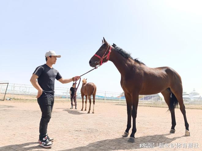 今晚澳門馬出什么特馬,今晚澳門馬會出什么樣的特馬？探索賽馬運動的神秘魅力與預(yù)測難題