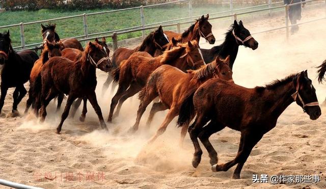 2025今晚澳門(mén)開(kāi)特馬四不像,探索未知，今晚澳門(mén)特馬四不像的奧秘（2025年展望）