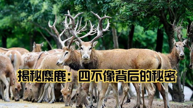 香港正版四不像圖,香港正版四不像圖，探索與賞析